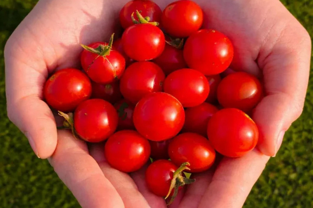 pomidorki koktajlowe